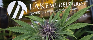 Nytt förslag kan slå mot gotländska hampaodlare