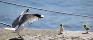 Sluta gasa och strypa måsungar 
