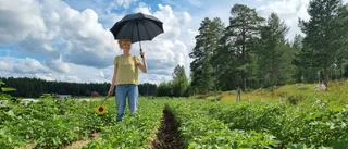 Facing the climate crisis: a Skellefteå gardener's perspective