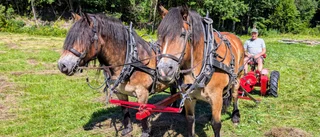 Hästkrafter med lång pannlugg – blickfång för besökare på Dyarna