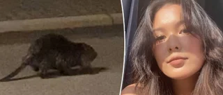 Mikaelas chock: Mötte en bäver – mitt i stan