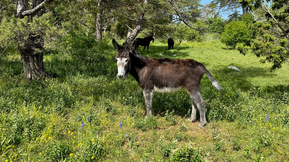 Oväntad representant för Furillens fauna!