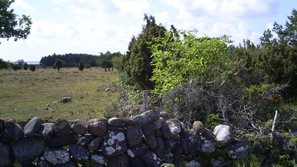 Södra Gotland med och utan betesdjur.
