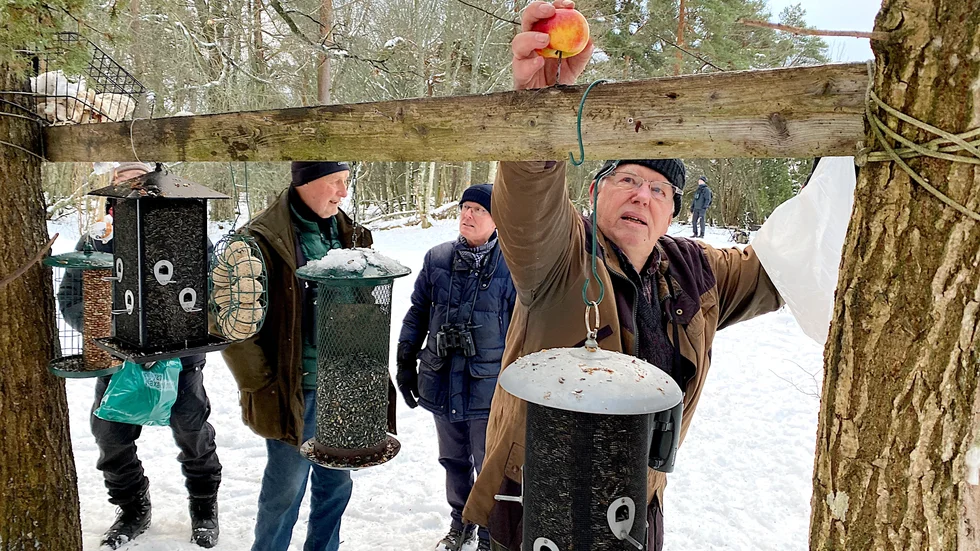 Till glädje för både småfåglar och fågelskådare finns en fågelmatningsplats i Hjälstaviken som sköts om hela vintern av entusiaster. Bosse Bengtsson fäster äpplen på matningsstationen.