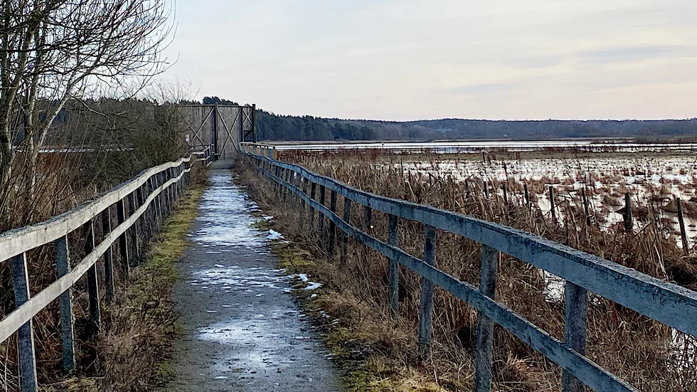 Hjälstaviken är vanligtvis ett populärt utflyktsmål för fågelskådare.