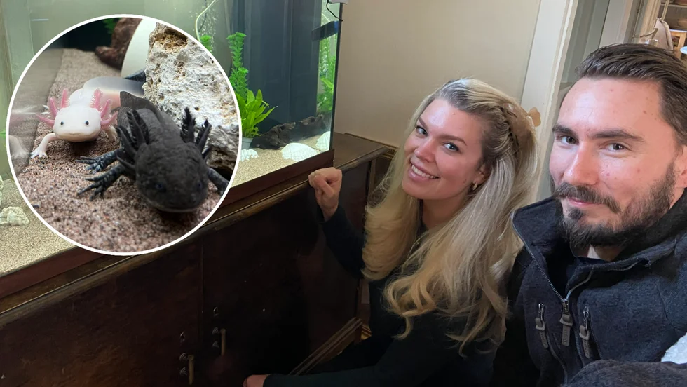 Sandra Vannfält och John Jensen utökade familjen för några veckor sedan. Hunden Tage och katterna Bosse och Sickan har nu sällskap av axolotlarna Babban och Urban.