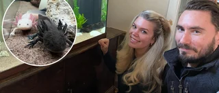 Spana in familjens sällsynta husdjur – axolotlarna Babban och Urban: "Många frågar vad är det där"