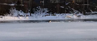 Just nu: Larm om tom fiskebåt vid Parkbron i Skellefteå – vet du vem den tillhör?