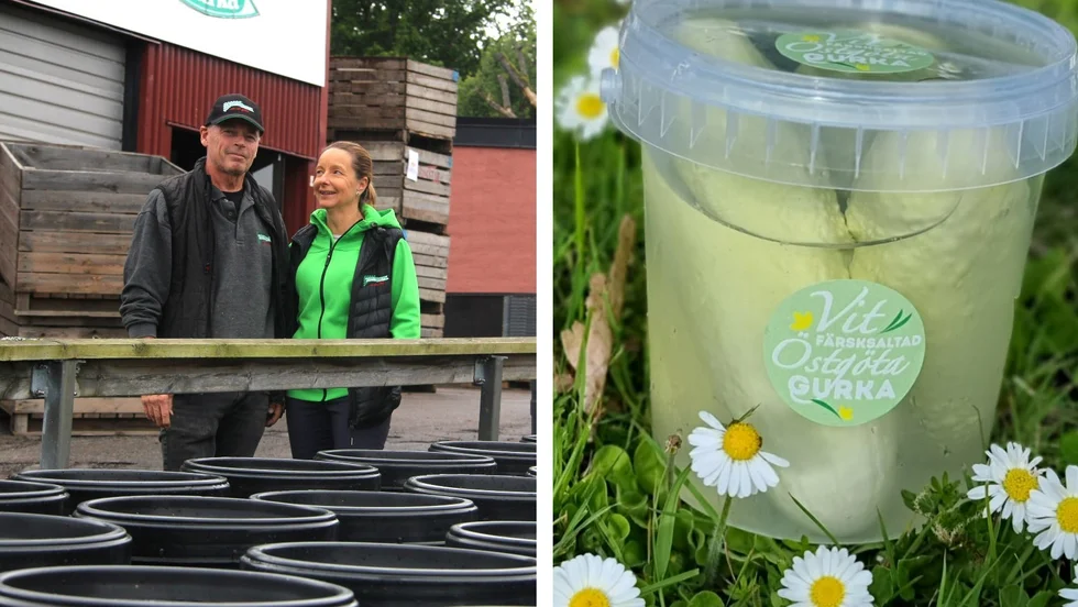 Paret Håkan och Maria Ström äger Kinda Gurka i Kättilstad utanför Rimforsa – ett av företagen som producerar vit, färsksaltad östgötagurka.