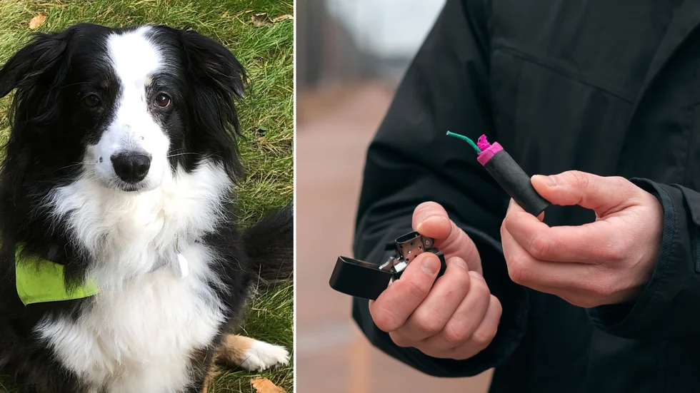Hunden Sally skrämdes av smällaren som plötsligt kastades ut ur ett av de parkerade fordonen.