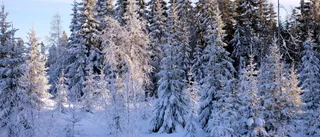 Skydda skogen mot vinterstormarna