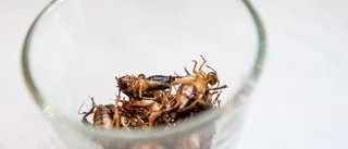 Insekter kan bli rymdmat i framtiden