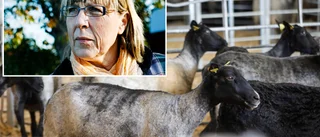 Ny länsveterinär sökes till Gotland • Agneta Karlsson Norström: ”Vi behöver vara fler”