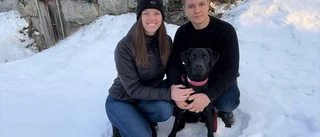 Labradoren Myra åt förgiftat bröd vid vägkanten – fanns ingen vård i Uppsala • Andra hundägare varnas