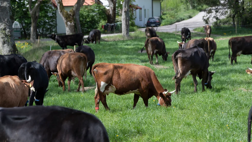 Vi måste värna även den lilla världen i klimatfrågan, den kan spela större roll än vi tror i det stora spelet om klotets framtid. 