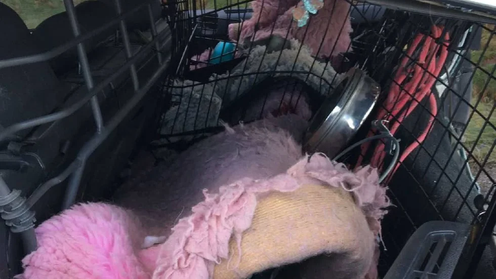 En hund fick avlivas efter att bilen blivit påkörd bakifrån.