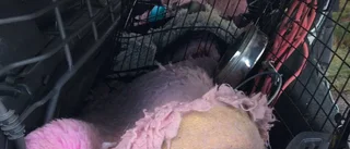 Hund avled efter seriekrock på E22