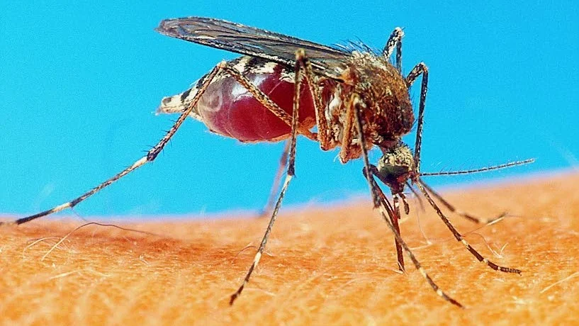 Mygga. Med malaria.