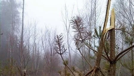 Inget av de 19 inventerade älgförvaltningsområdena i Norrland klarade gränsen för godkänt, det vill säga att maximalt fem procent av tallstammarna har skador från det senaste året. 