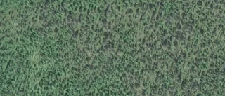 Nya ägare till skogsmark i Gällivare kommun