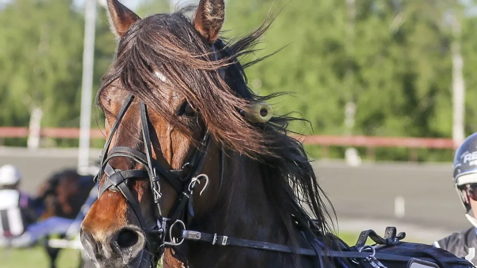 Ängskalla tog sin sjätte årsseger när hon slog till på Bergsåker under fredagskvällen.
