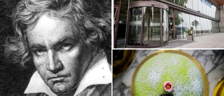 Beethoven fyller 251 – hurra! Firas med sällsynt symfonisk konsert: "Vi gör det här för att det är så kul"