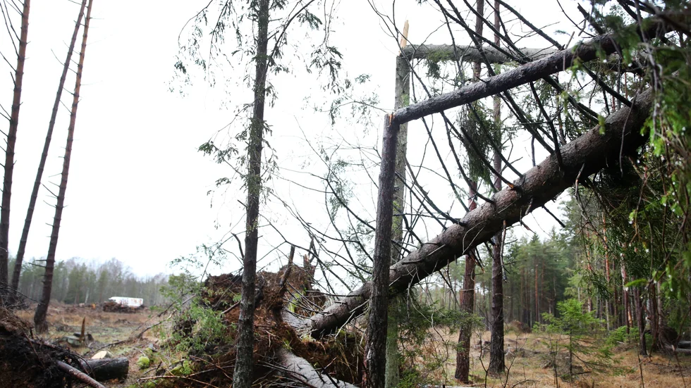 Orkanvindar har fått träd att knäckas och orsakat skador på öns ledningsnät. Geab uppskattar att det handlar om flera miljoner kronor i kostnader, orsakade av de fyra senaste vinterstormarna.