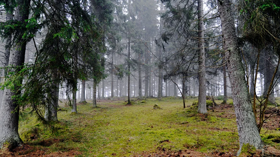 Granar har ett ytligt rotsystem, varför det är viktigt att plantera gran på mark som passar för granskog, så att träden inte blåser omkull lika lätt vid storm. Det är ett av Skogssällskapets råd till skogsägare för att göra skogen mindre stormkänslig.