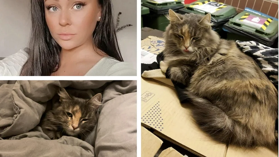 Äntligen är katten Essie hemma. När matte Erica Andersson har hämtat sig ska Essie få komma ut igen. "Ja, självklart ska hon få komma ut igen. Men hon ska, förutom chippet, även få ett halsband".