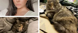 Katten Essie försvann från Linköping – hittades 1,5 månad senare på Öland