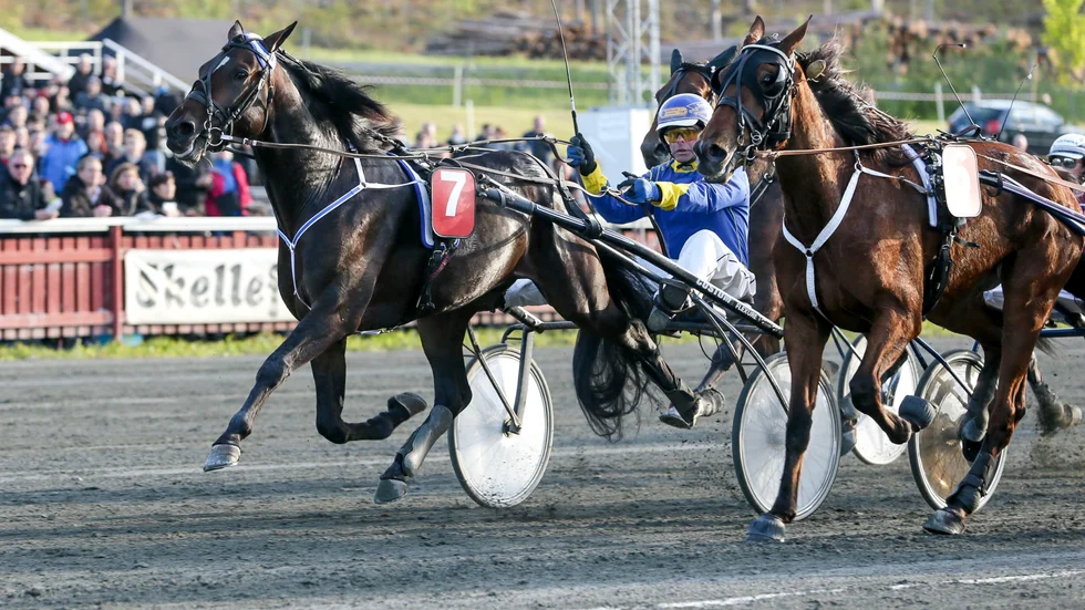 Debutvinnare. Big Believer vinner i sin debut vid midsommartravet i Skellefteå med Krister Söderholm i vagnen.