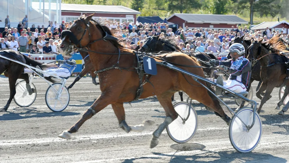 V75-vinnare. Zagros Boko vid sin senaste start på hemmaplan i Skellefteå. Då blev det en bejublad V75-seger tillsammans med Ulf Ohlsson.