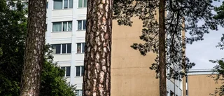 Hammarparken blir trång och stadsmässig