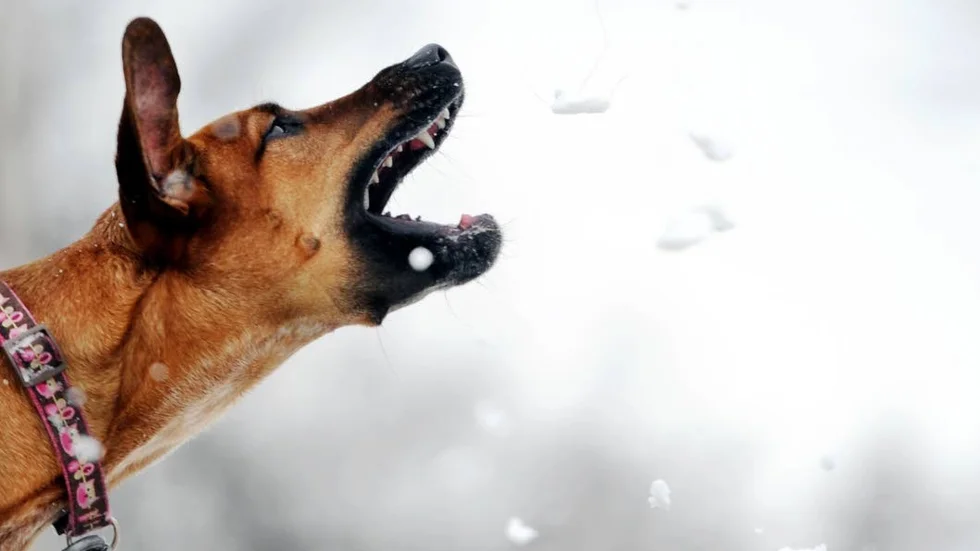 Förvaltningsrätten går helt på länsstyrelsens beslut om att omhänderta hunden. OBS hunden på bilden är inte den aktuella hunden.
