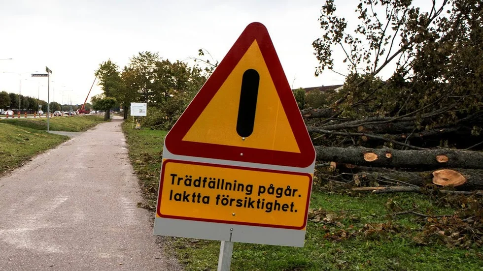 Ett hundratal träd tas ner här längs Fyrislundsgatan när det byggs i Östra Salabacke. Minst lika många träd ska återplanteras i närområdet.