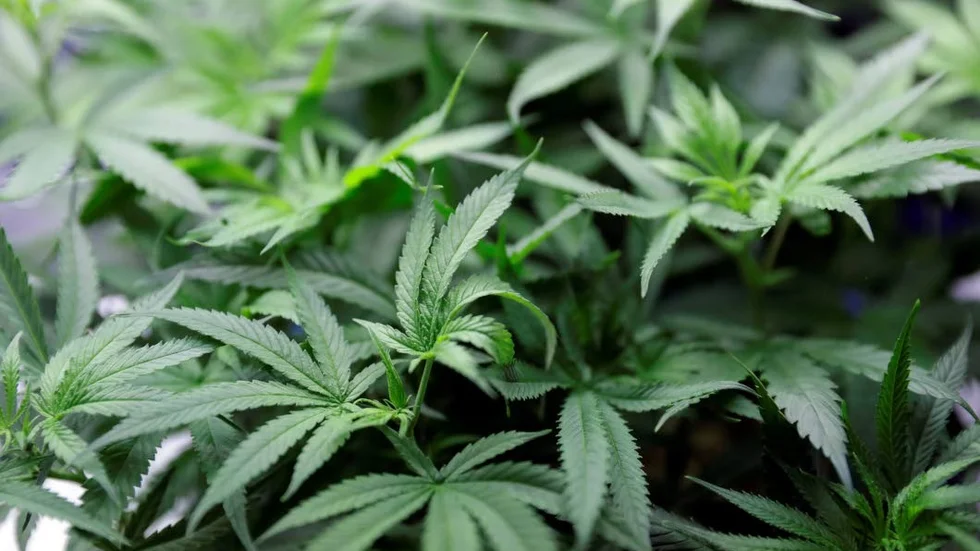 Mannen från Pajala kommun odlade cannabis hemma i källaren.