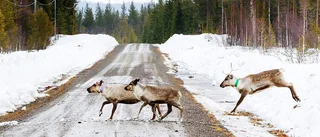 Döda djur i morgontrafiken