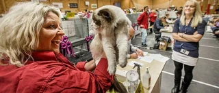 Katten vilken kisse!