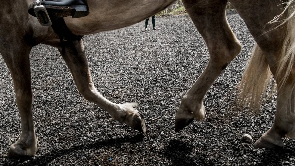En travhästs död kostade en hundägare i Enköping drygt 725 000 kronor.