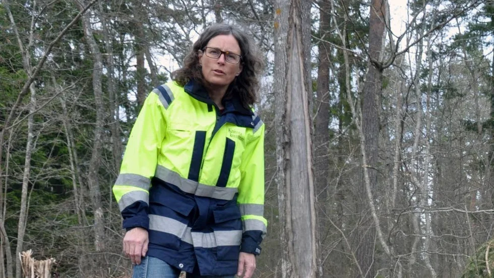 Vildsvinen hade sökt sig till industriområdet och elljusspåret. Djuren kan ha lockats av äpplen, tror Ann-Catrin Thor, parkingenjör i Knivsta kommun.