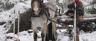 Silver till Borkbläsen