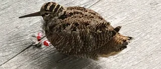 Förvirrad fågel kraschade i stan