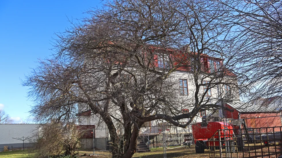 Träd som borde kramas.