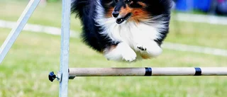Hunden får egen dag