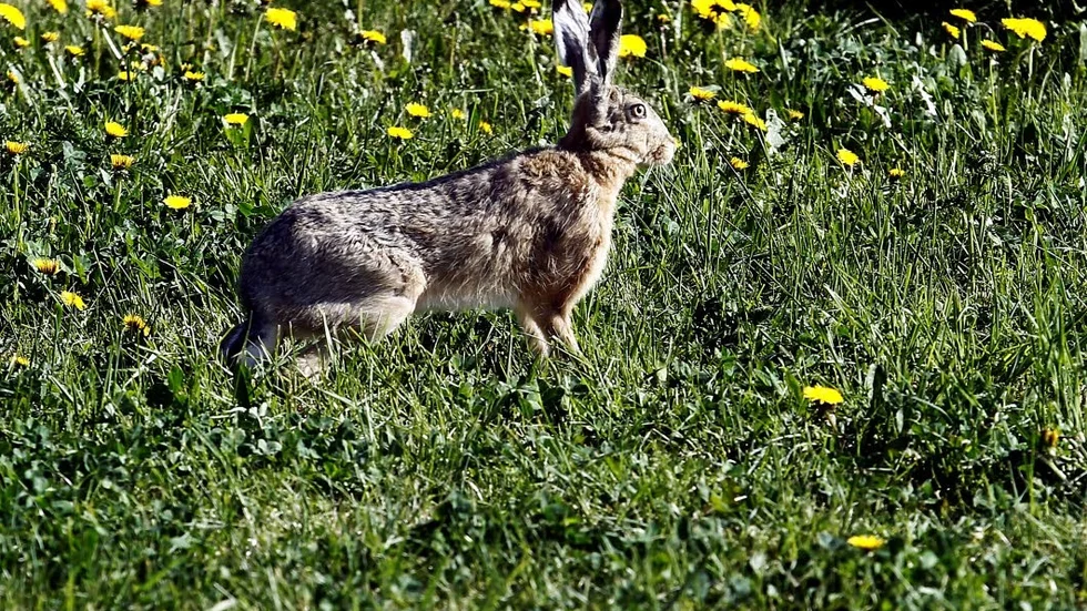 Hare. Högst fem harar ska få fällas.