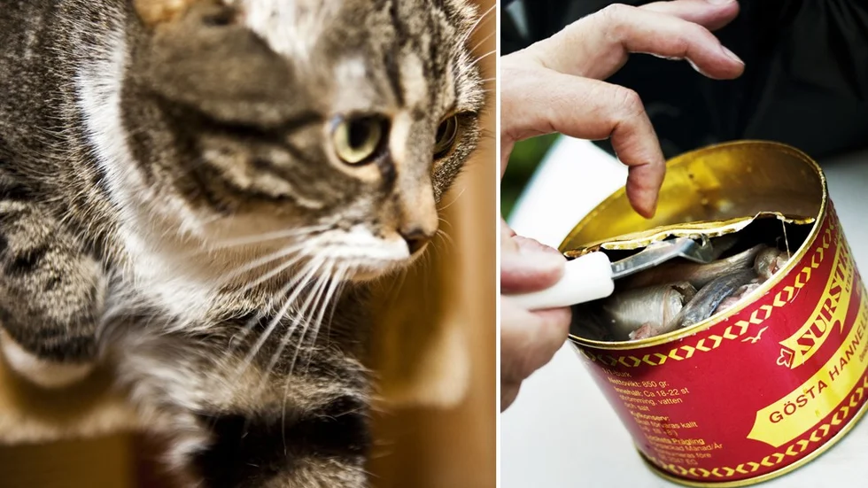Odör. "Varför stinker det kattpiss och surströmming i Uppland?", ville läsarna veta på fredagen.