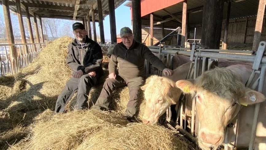 Lantbrukarna Micke Broberg och Lars-Gunnar Sandin i ladugården hos korna som ännu har spannmål att äta. Hur framtiden ser ut är mera oklart, konstaterar de. Under våren ska de odla extra mycket spannmål.