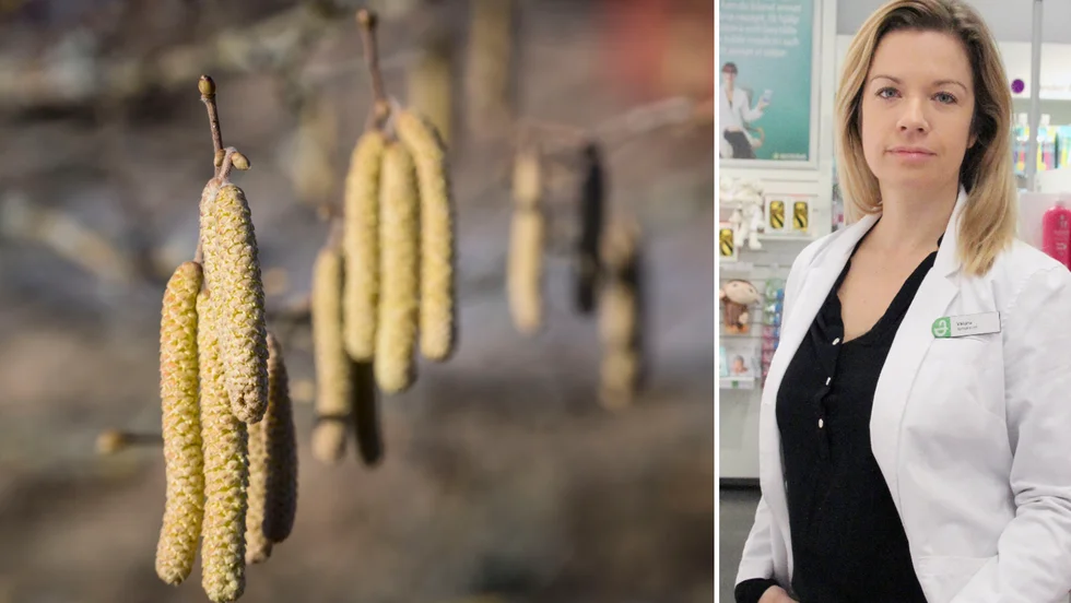 Om hasselns hängen är långa och mjuka, som maskar, kan de avge pollen. Apotekschefen Viktoria Bartha berättar att många har börjat fråga efter allergimedicin.