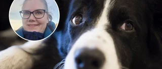Hundcoachens tips: Så hjälper du din hund till trygghet i kris