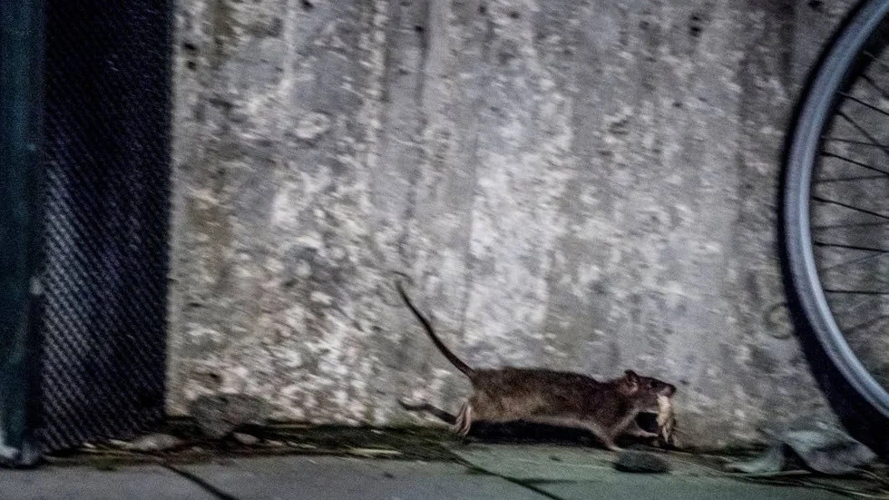Råttor i stadsmiljö. Blir snabbt fler om maten är lättillgänglig.